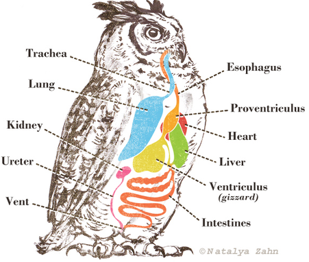 Physiology - The Great Horned Owl